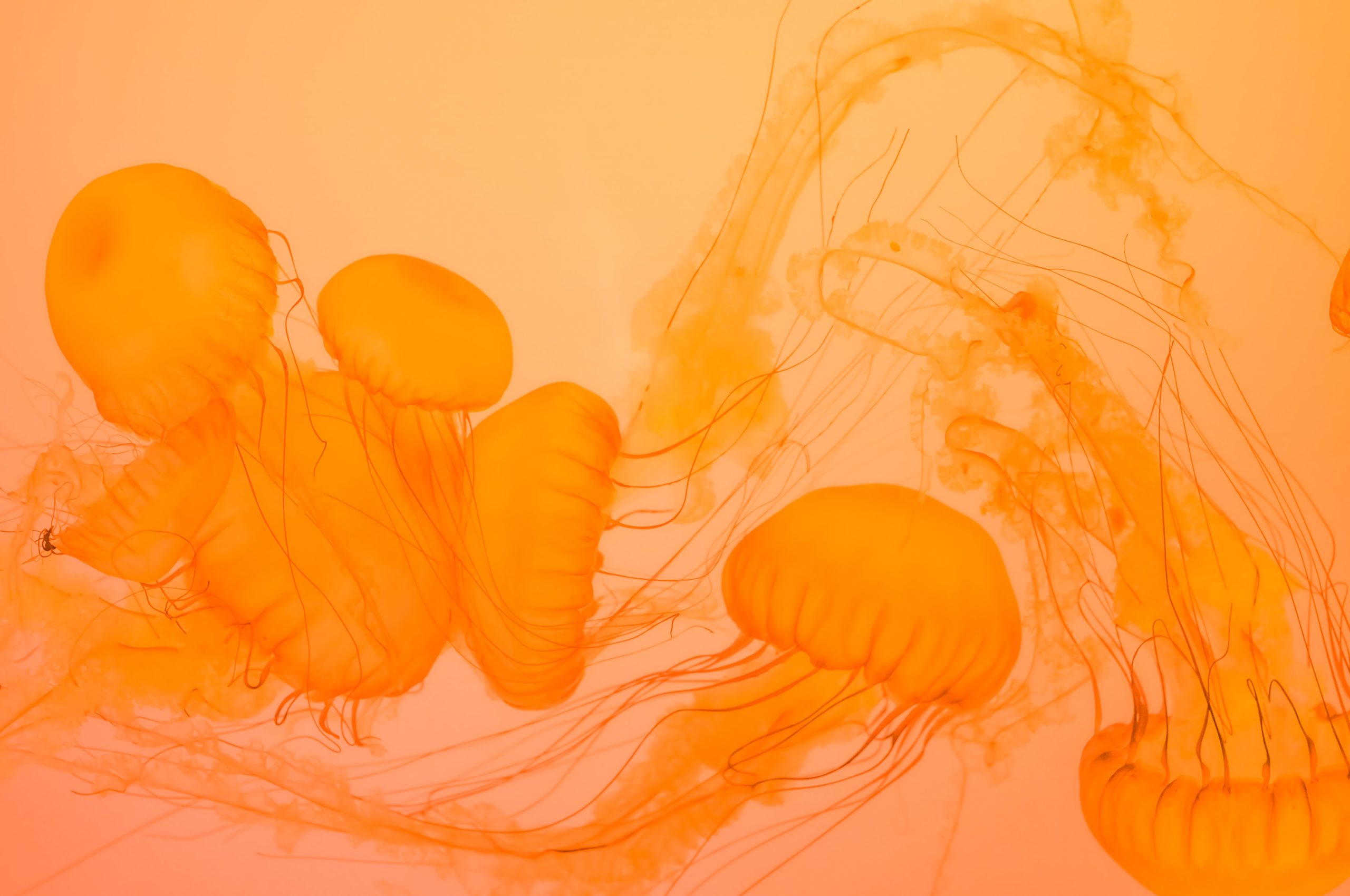 zetong-li-_wSqAfafDu4-unsplash